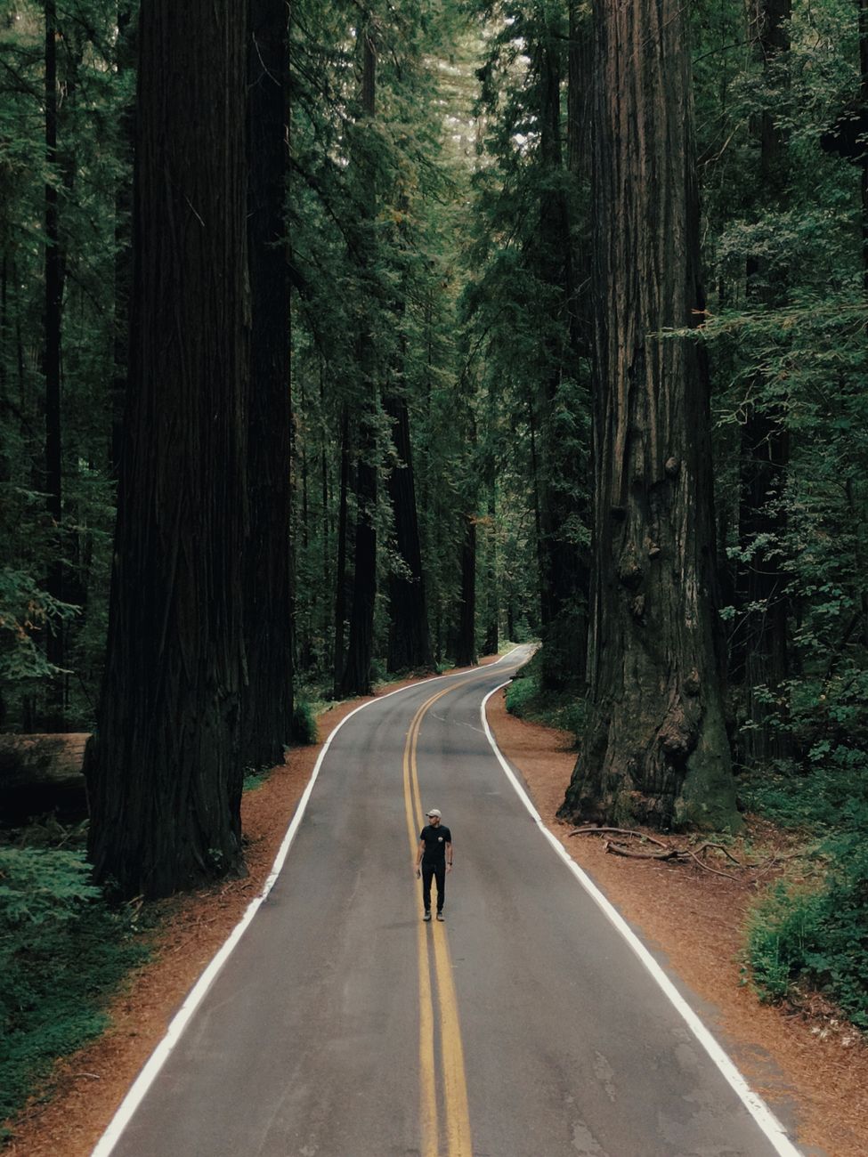 Ancient misty forest trail with traveler carrying minimalist pack