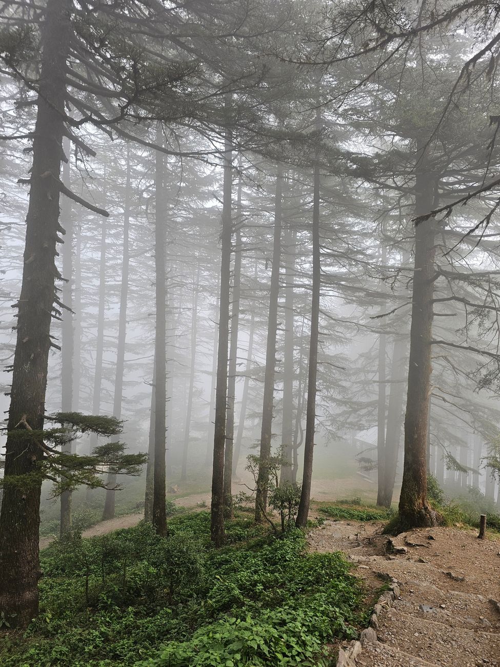 Foggy forest walking trail